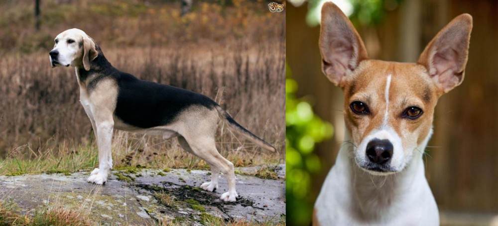 Rat Terrier vs Dunker - Breed Comparison