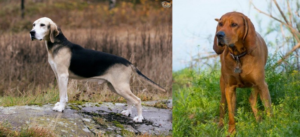 Redbone Coonhound vs Dunker - Breed Comparison