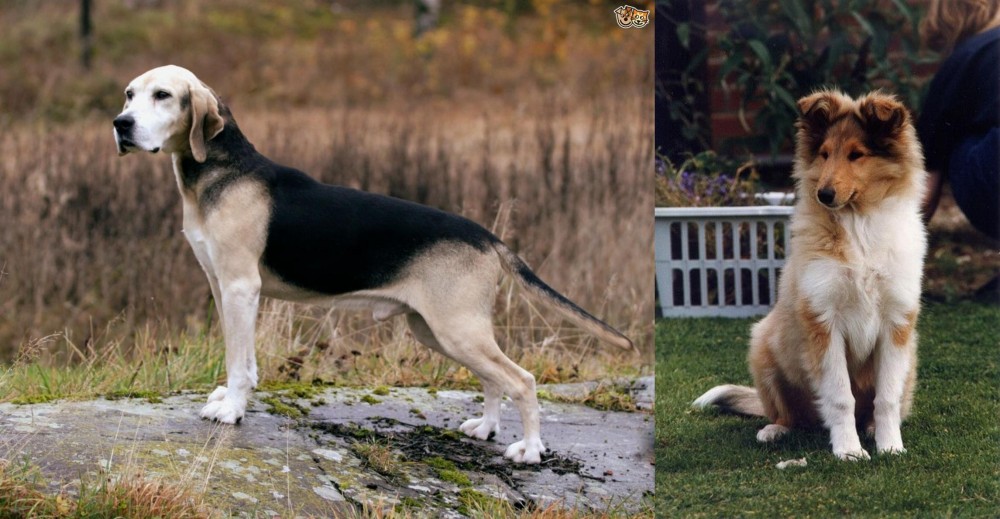 Rough Collie vs Dunker - Breed Comparison