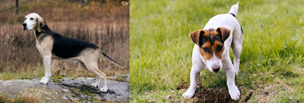 Russell Terrier vs Dunker - Breed Comparison