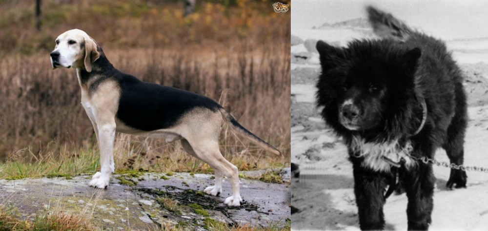 Sakhalin Husky vs Dunker - Breed Comparison