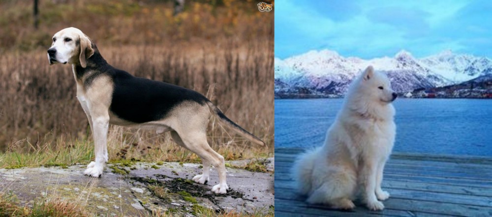 Samoyed vs Dunker - Breed Comparison