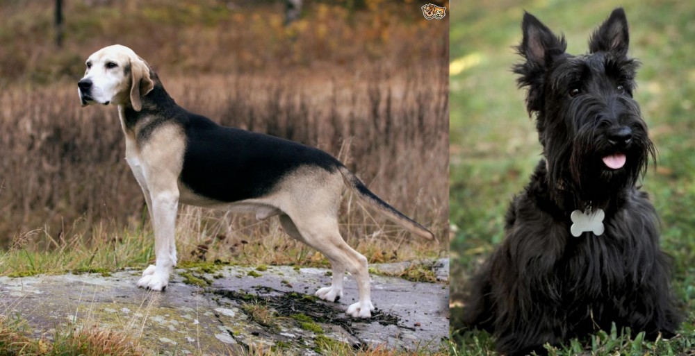 Scoland Terrier vs Dunker - Breed Comparison