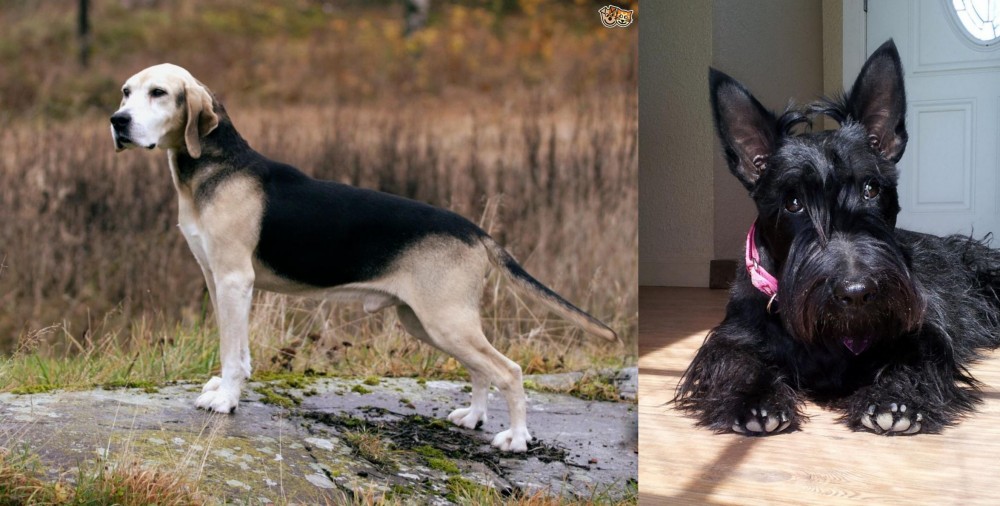 Scottish Terrier vs Dunker - Breed Comparison