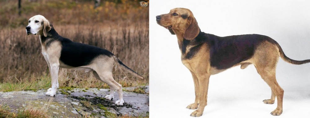 Serbian Hound vs Dunker - Breed Comparison