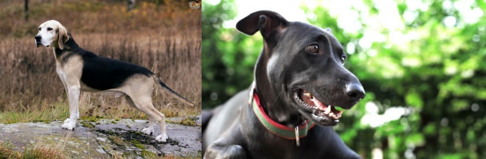 Shepard Labrador vs Dunker - Breed Comparison