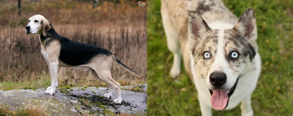 Shepherd Husky vs Dunker - Breed Comparison