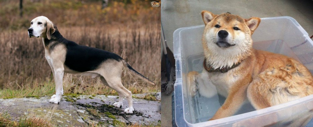 Shiba Inu vs Dunker - Breed Comparison