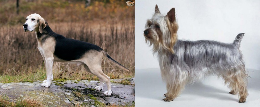 Silky Terrier vs Dunker - Breed Comparison