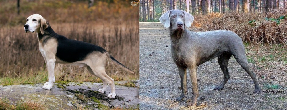 Slovensky Hrubosrsty Stavac vs Dunker - Breed Comparison
