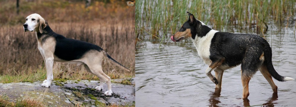 Smooth Collie vs Dunker - Breed Comparison