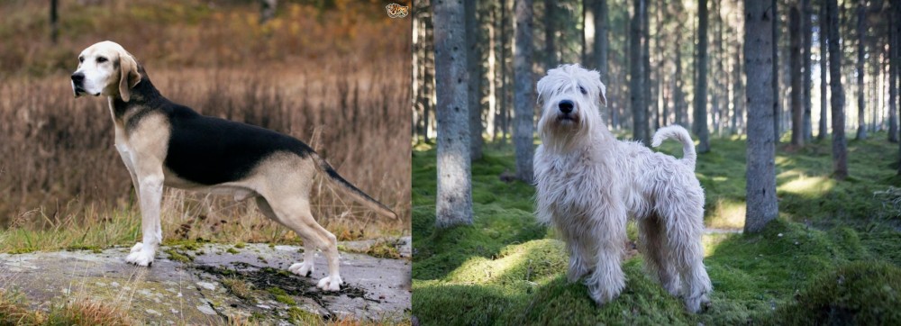 Soft-Coated Wheaten Terrier vs Dunker - Breed Comparison