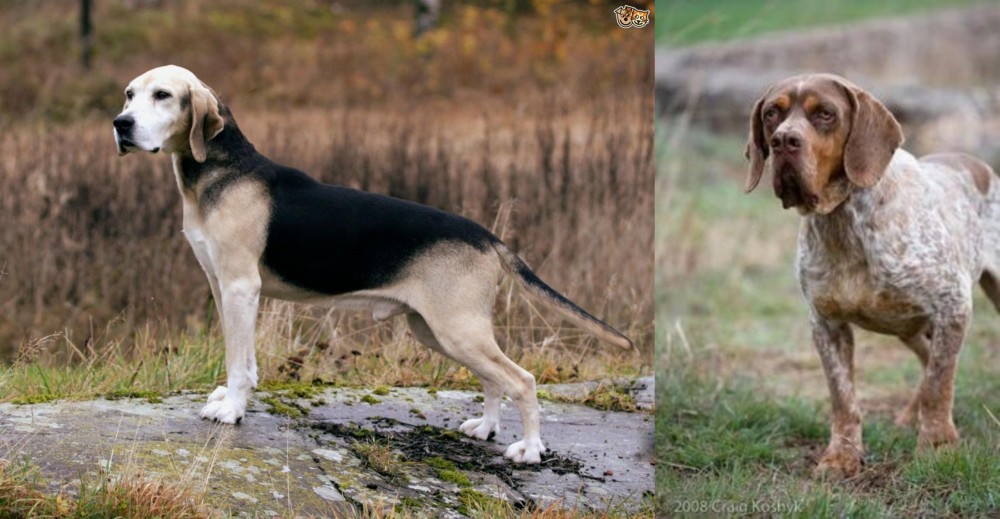 Spanish Pointer vs Dunker - Breed Comparison