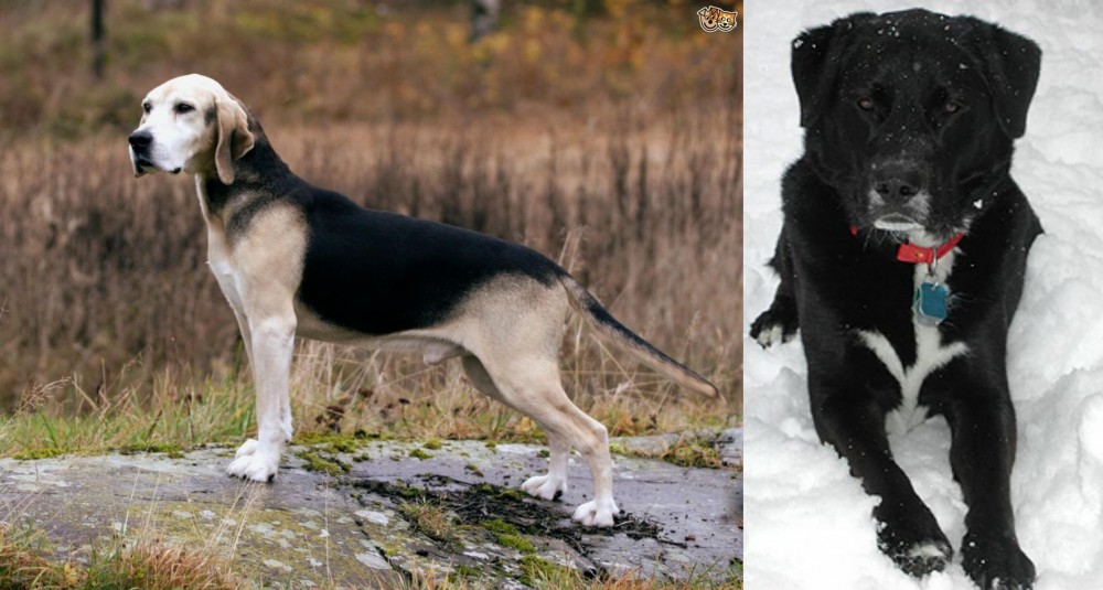 St. John's Water Dog vs Dunker - Breed Comparison