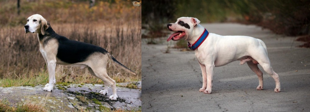 Staffordshire Bull Terrier vs Dunker - Breed Comparison