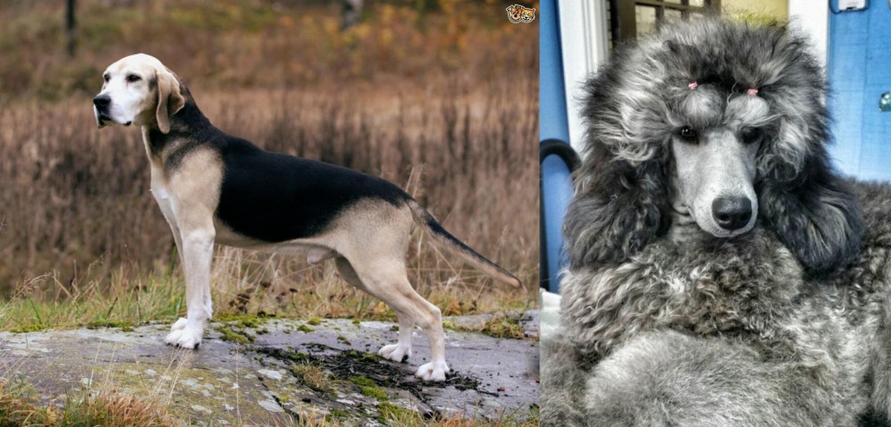 Standard Poodle vs Dunker - Breed Comparison
