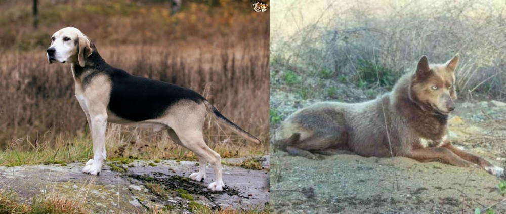 Tahltan Bear Dog vs Dunker - Breed Comparison