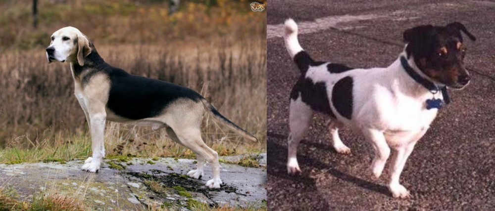 Teddy Roosevelt Terrier vs Dunker - Breed Comparison