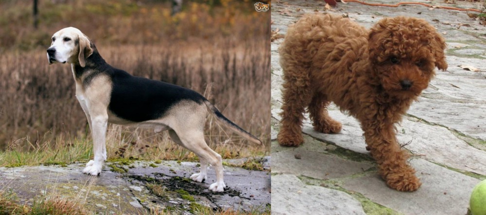 Toy Poodle vs Dunker - Breed Comparison
