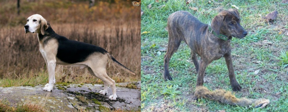 Treeing Cur vs Dunker - Breed Comparison