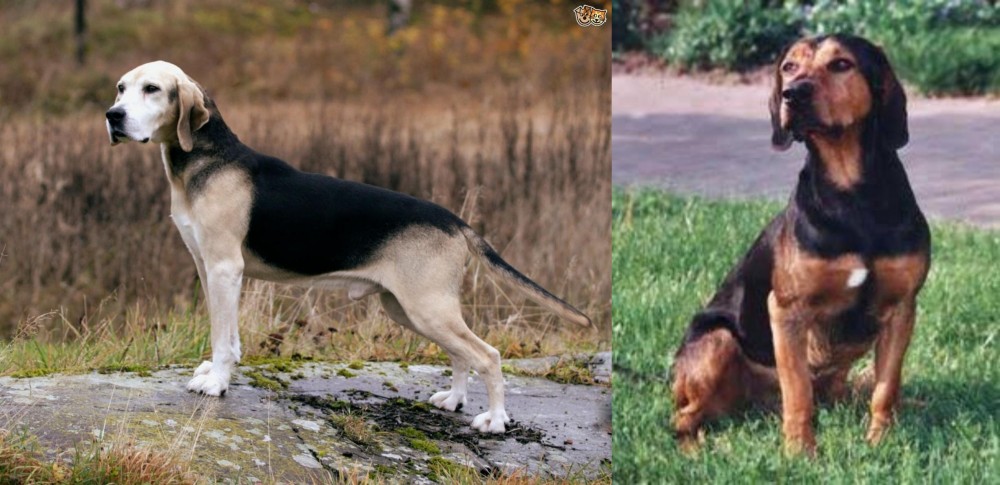 Tyrolean Hound vs Dunker - Breed Comparison