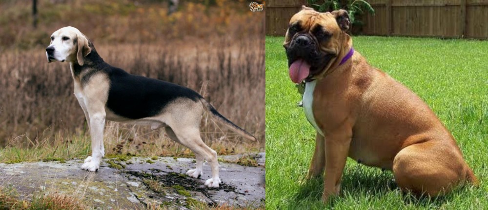 Valley Bulldog vs Dunker - Breed Comparison