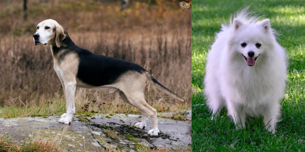 Volpino Italiano vs Dunker - Breed Comparison