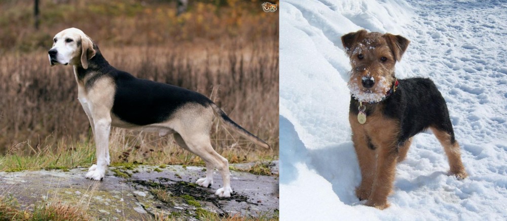Welsh Terrier vs Dunker - Breed Comparison