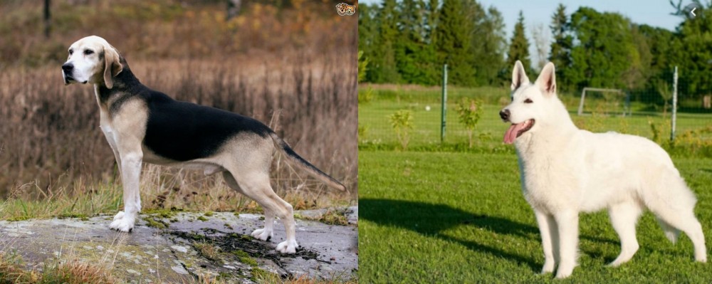 White Shepherd vs Dunker - Breed Comparison