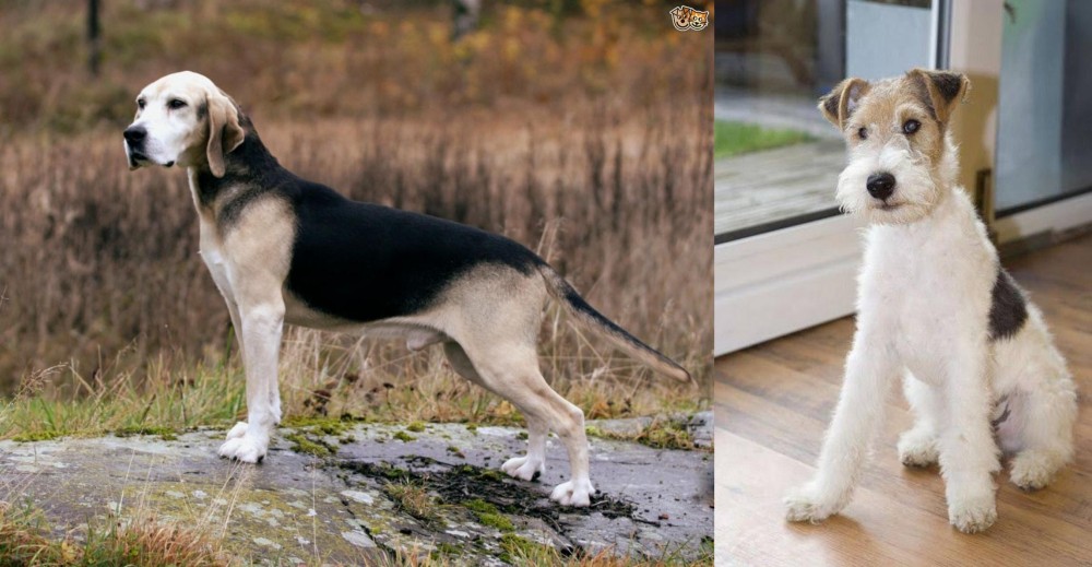 Wire Fox Terrier vs Dunker - Breed Comparison