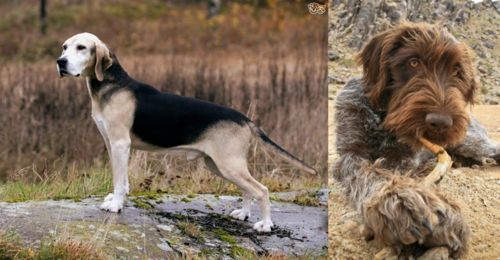 Wirehaired Pointing Griffon vs Dunker - Breed Comparison
