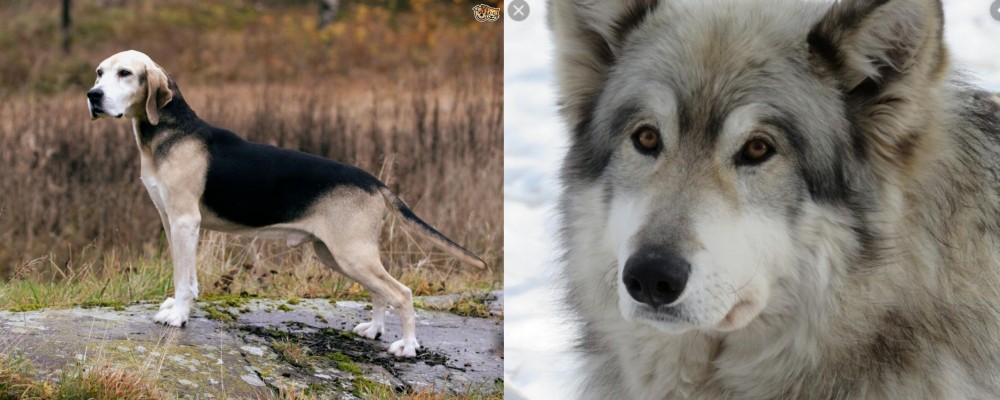 Wolfdog vs Dunker - Breed Comparison
