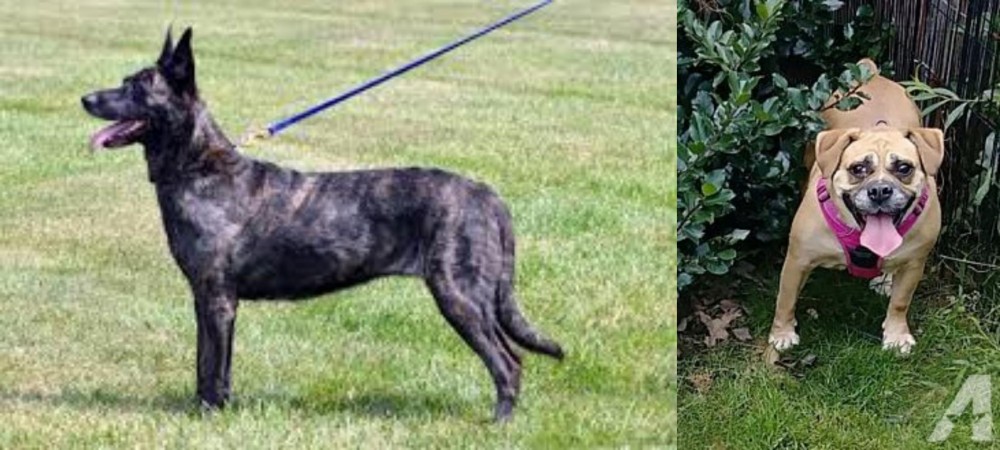 Beabull vs Dutch Shepherd - Breed Comparison