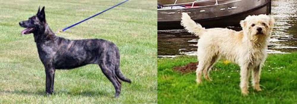 Dutch Smoushond vs Dutch Shepherd - Breed Comparison