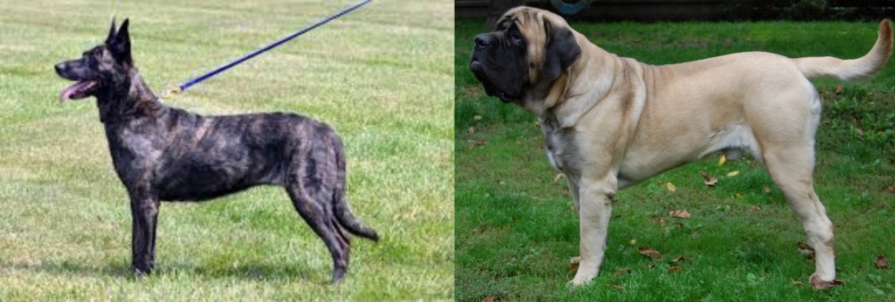 English Mastiff vs Dutch Shepherd - Breed Comparison