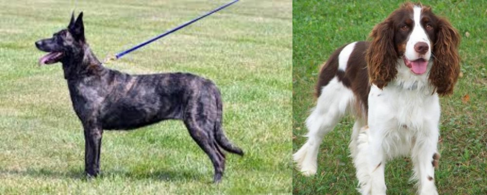 English Springer Spaniel vs Dutch Shepherd - Breed Comparison