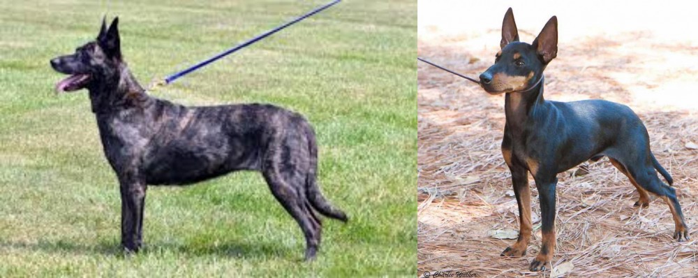 English Toy Terrier (Black & Tan) vs Dutch Shepherd - Breed Comparison