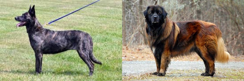 Estrela Mountain Dog vs Dutch Shepherd - Breed Comparison