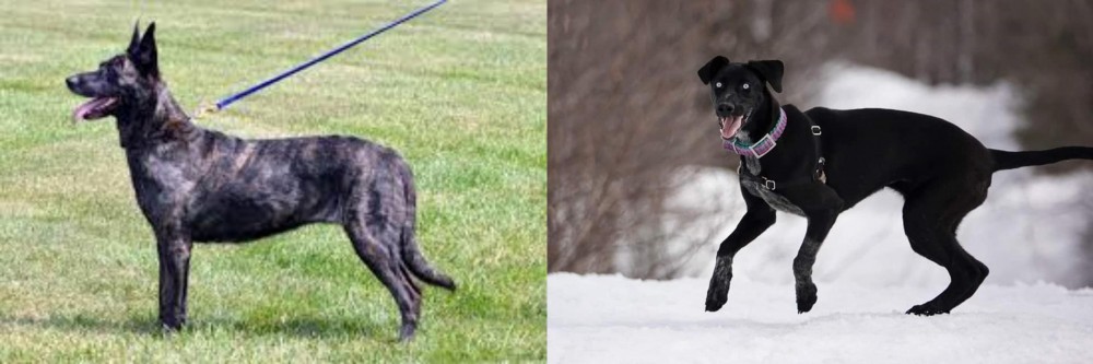 Eurohound vs Dutch Shepherd - Breed Comparison