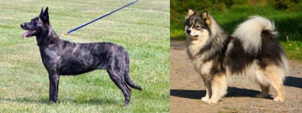 Finnish Lapphund vs Dutch Shepherd - Breed Comparison
