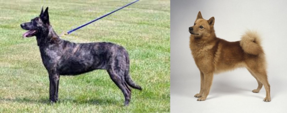 Finnish Spitz vs Dutch Shepherd - Breed Comparison