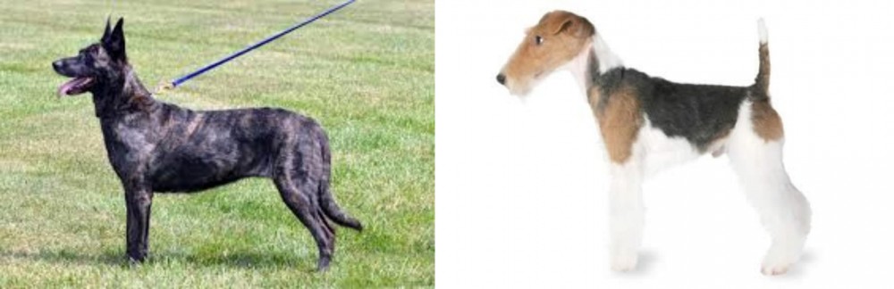 Fox Terrier vs Dutch Shepherd - Breed Comparison