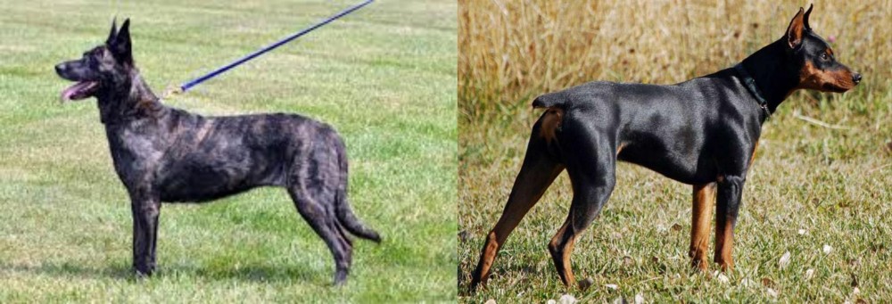 German Pinscher vs Dutch Shepherd - Breed Comparison