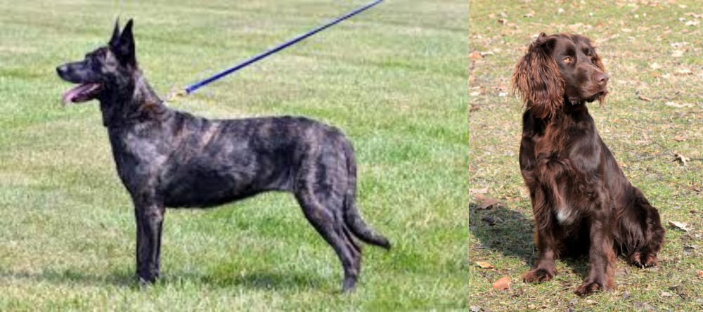 German Spaniel vs Dutch Shepherd - Breed Comparison