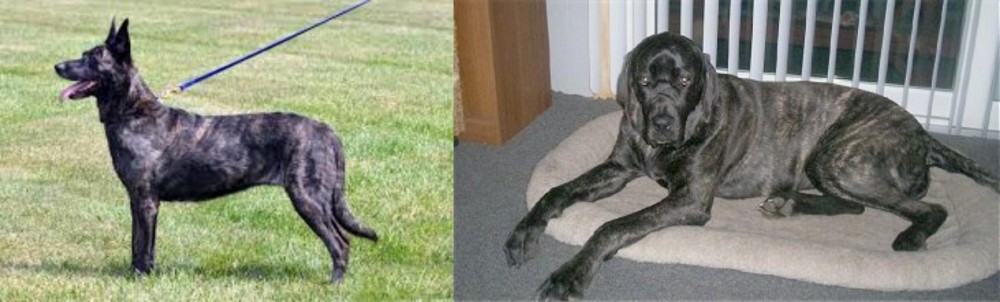Giant Maso Mastiff vs Dutch Shepherd - Breed Comparison