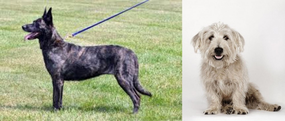 Glen of Imaal Terrier vs Dutch Shepherd - Breed Comparison