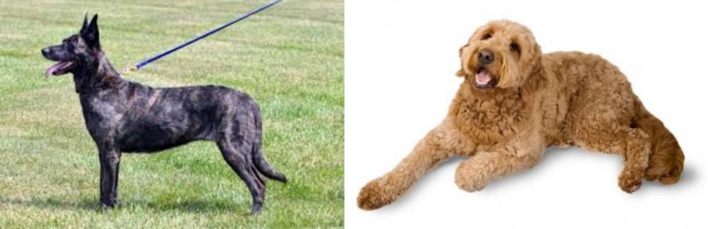 Golden Doodle vs Dutch Shepherd - Breed Comparison