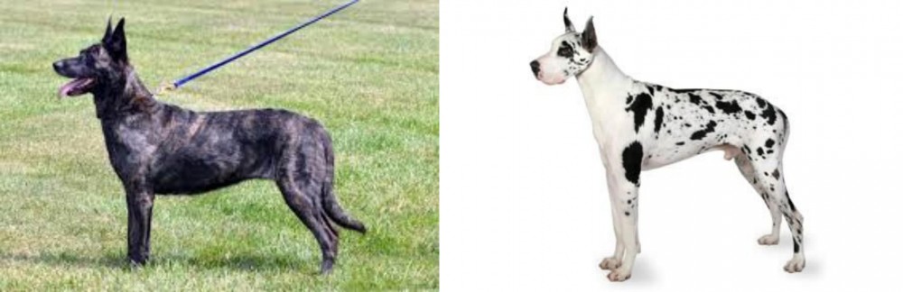 Great Dane vs Dutch Shepherd - Breed Comparison