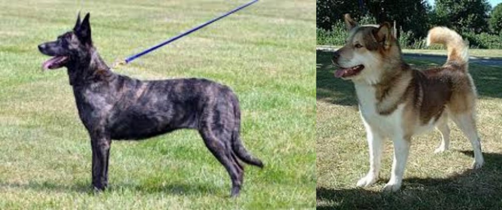 Greenland Dog vs Dutch Shepherd - Breed Comparison