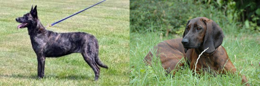 Hanover Hound vs Dutch Shepherd - Breed Comparison